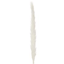 Itens Flores secas de capim-dos-pampas branqueadas, 70 cm, 15 unidades