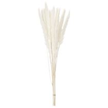 Itens Flores secas de capim-dos-pampas branqueadas, 70 cm, 15 unidades