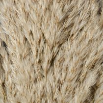 Itens Decoração com capim-dos-pampas seco para vasos e arranjos.