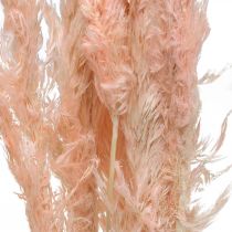 Itens Flores secas de capim-dos-pampas rosa, decoração natural, 65-75 cm, 6 peças