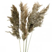 Erva dos pampas seca natural para buquê seco 70-75cm 6pcs