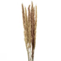 Itens Erva dos pampas deco seco natural seco deco 70cm 6 unidades