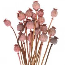 Cápsulas de papoula secas Deco flores secas cor de papoula rosa 75g