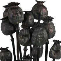 Cápsulas de flores secas de papoula secas Black Papaver 80g