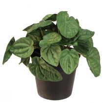 Itens Peperomia Green Twist - Planta de casa robusta e decorativa em vaso de 20cm