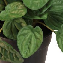 Itens Peperomia Green Twist - Planta de casa robusta e decorativa em vaso de 20cm