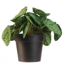 Itens Peperomia Green Twist - Planta de casa robusta e decorativa em vaso de 20cm