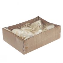 Itens Decoração de caracol marinho com concha superior em madrepérola, 5–6 cm, 6 peças