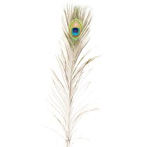 Itens Decoração com penas de pavão, penas de ave verdadeiras, 75-85 cm de comprimento, 8 peças.