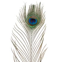 Itens Penas de pavão, penas de ave verdadeiras para artesanato e decoração, 55 cm, 10 peças