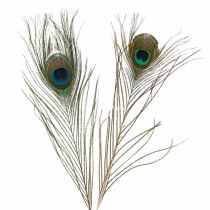 Penas de pavão deco penas reais para artesanato natural 24-32cm 24pcs