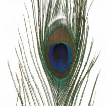 Penas de pavão deco penas reais para artesanato natural 24-32cm 24pcs