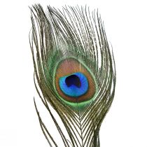 Itens Penas de pavão decoração penas de pássaros reais longas 70 cm 16 unidades