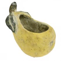 Itens Pêra para plantar, decoração de outono, vaso de concreto L19cm A15,5cm