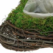 Planta coração videira, musgo 26×36cm H9cm