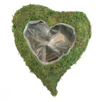 Planta coração musgo verde planta tigela coração 20x20x5,5cm