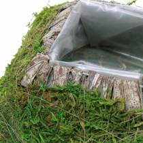 Almofada de planta musgo, casca de 20cm × 20cm