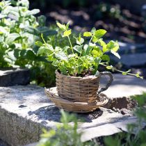 Itens Cesto para copos de plantas vaso de salgueiro verde natural Ø18,5cm