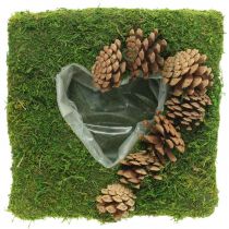 Planta almofada coração musgo e cones quadrados 25 × 25 cm