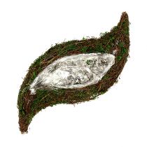 Planta videira ondulada, musgo 45cm x 18cm H7cm