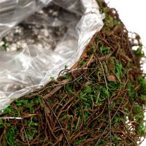 Planta videira ondulada, musgo 45cm x 18cm H7cm