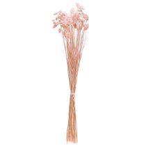 Itens Phalaris rosa brilhante grama seca decoração seca 65cm 60g