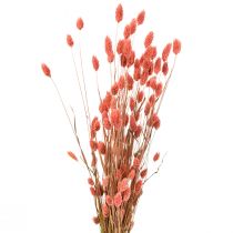 Phalaris rosa brilho erva seca decoração seca 70cm 75g