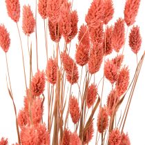 Phalaris rosa brilho erva seca decoração seca 70cm 75g