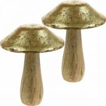 Cogumelo, manga, madeira, ouro, cogumelos decorativos naturais grandes Ø12cm Alt.15cm 2 unidades