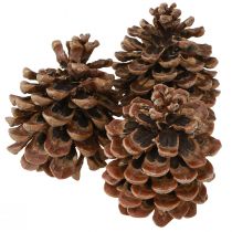Itens Pinus Pinea Cones Reais Grande Pinho Natural Alt.10-12cm 50 un