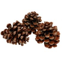 Pinus Pinea médio 10/14cm natural 50p