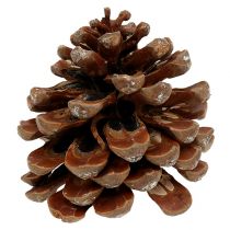 Pinus Pinea médio 10/14cm natural 50p