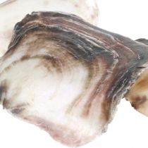 Cascas de Capiz, Cascas de Amêijoas Naturais, Itens Naturais Roxo Perolado 4–16cm 430g
