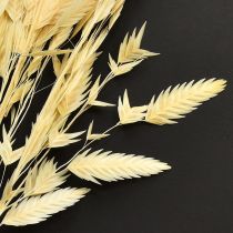 Itens Grama de orelha chata Chasmantium Champagne 70cm 10 unidades