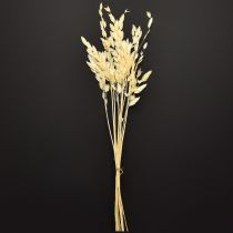 Itens Grama de orelha chata Chasmantium Champagne 70cm 10 unidades