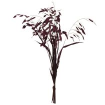 Itens Capim-orelha-chata, capim seco Chasmantium roxo 70cm 10 unidades