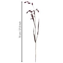 Itens Capim-orelha-chata, capim seco Chasmantium roxo 70cm 10 unidades