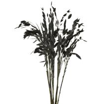 Itens Capim-orelha-chata, capim seco Chasmantium Preto 70cm 10 unidades