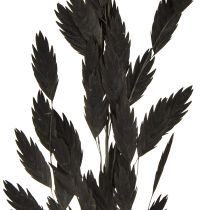 Itens Capim-orelha-chata, capim seco Chasmantium Preto 70cm 10 unidades