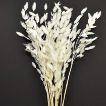 Itens Capim-orelha-chata, capim seco Chasmantium Branco 70cm 10 unidades