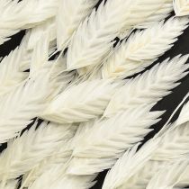 Itens Capim-orelha-chata, capim seco Chasmantium Branco 70cm 10 unidades