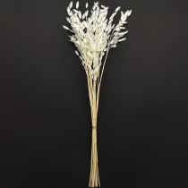 Itens Capim-orelha-chata, capim seco Chasmantium Branco 70cm 10 unidades
