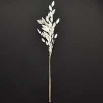 Itens Capim-orelha-chata, capim seco Chasmantium Branco 70cm 10 unidades