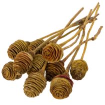 Itens Creme de Platyspermum 1-3, 50 cabeças