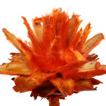 Plumosum 1 Laranja 25 unidades