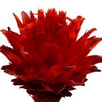 Itens Plumosum 1 Vermelho 25pcs