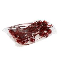 Itens Plumosum 1 Vermelho 25 unidades