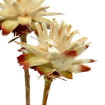 Itens Leucospermum 1-3 Mix creme 100 cabeças