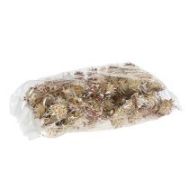Itens Plumosum de caule curto 3-6 1kg