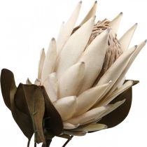 Protea Artificialmente Murcho Seco Bege Marrom Verde 72cm